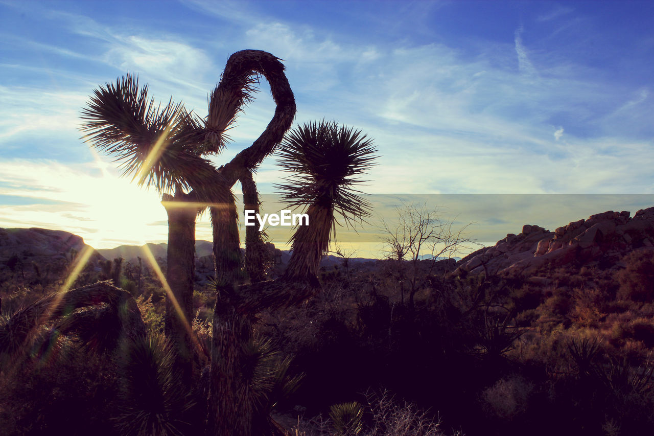 LOW ANGLE VIEW OF FRESH CACTUS AGAINST SKY