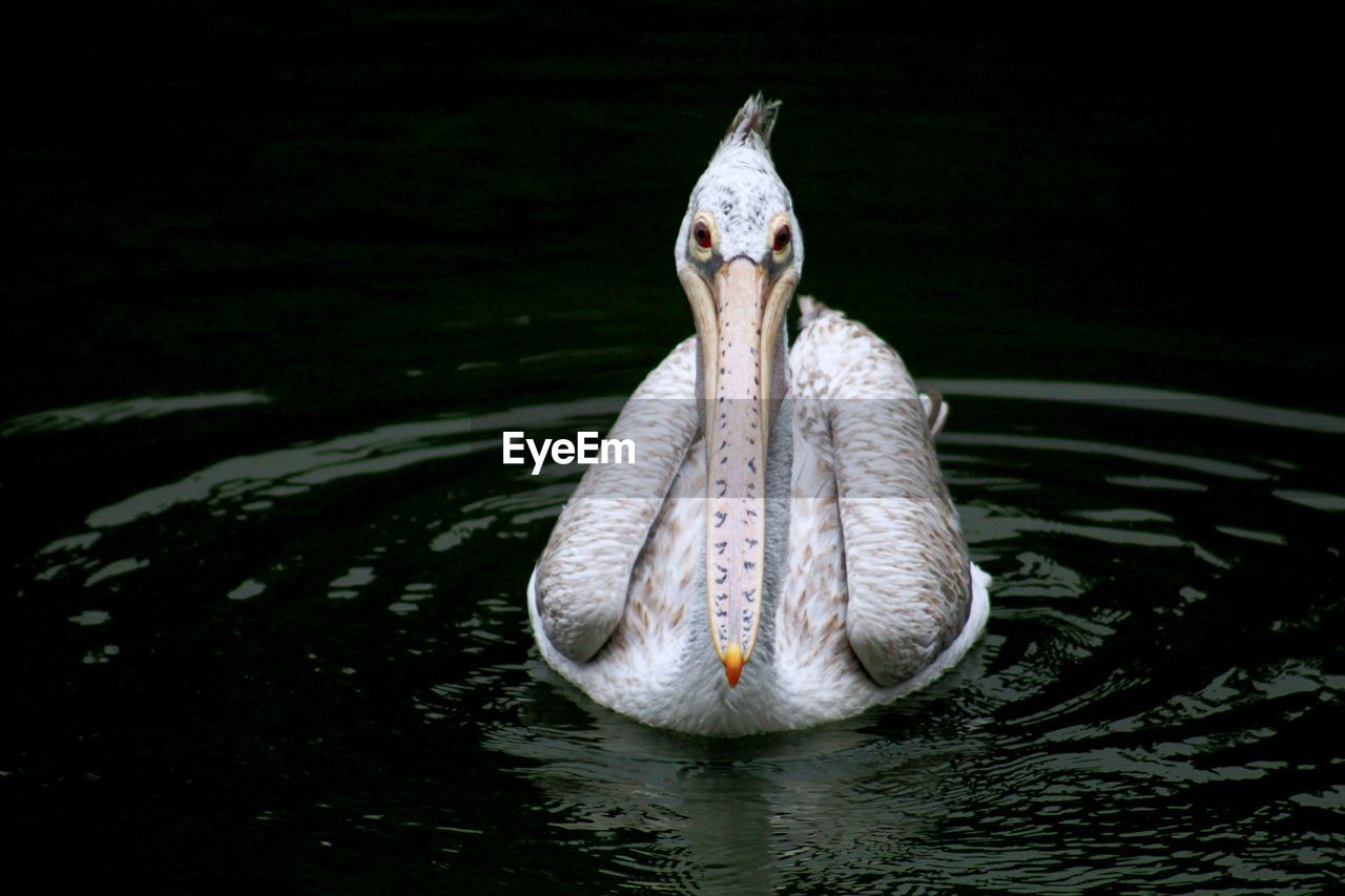 Pelican swimming in lake