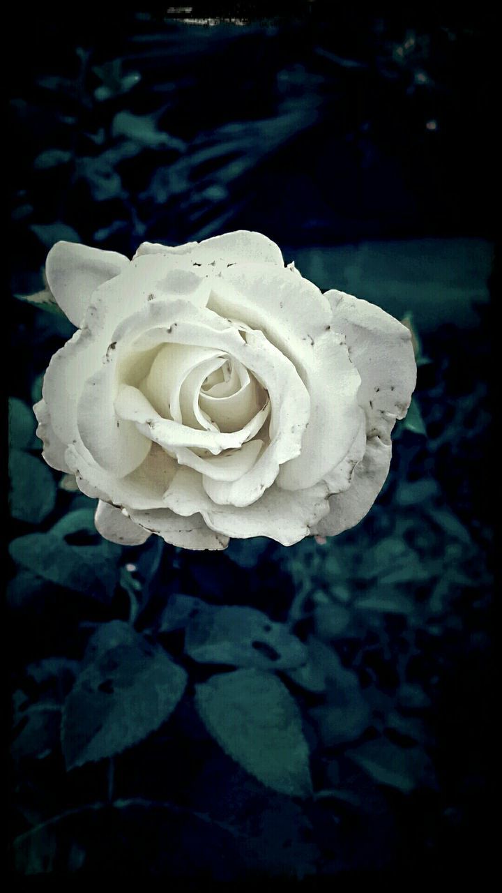 CLOSE-UP OF WHITE ROSE
