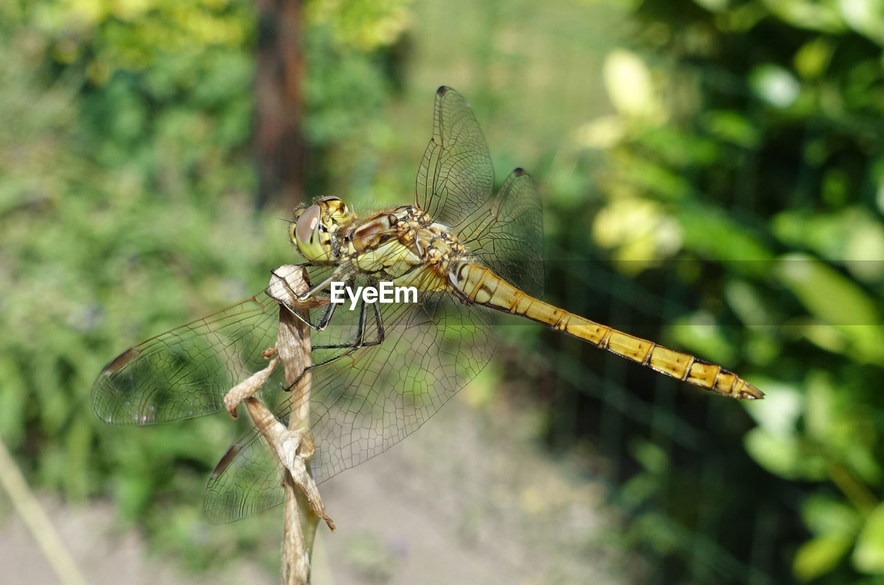 CLOSE-UP VIEW OF INSECT