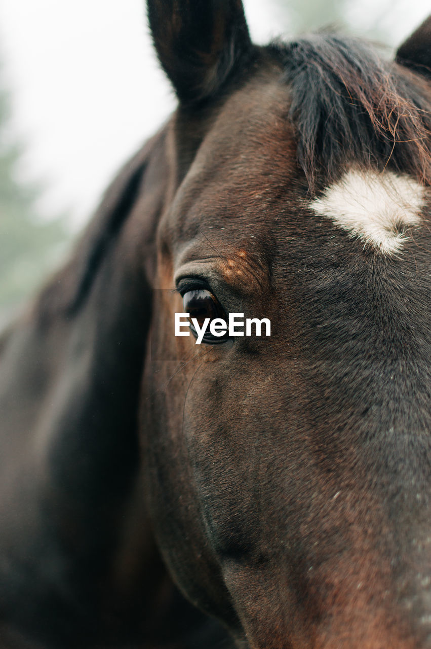 Close up horse's eye