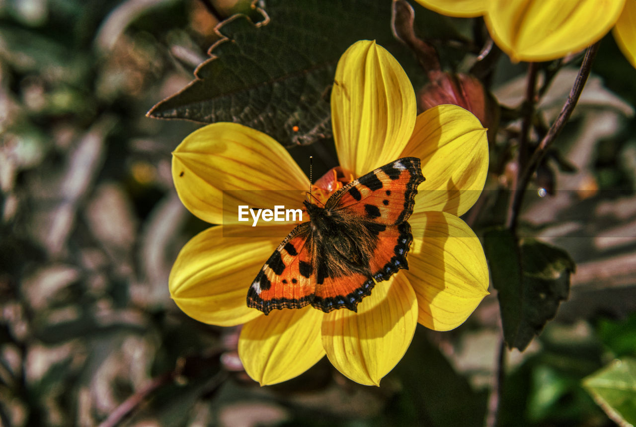 BUTTERFLY ON YELLOW FLOWER