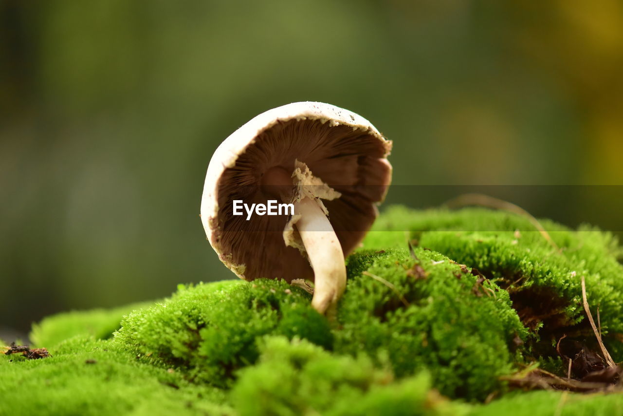 nature, mushroom, fungus, green, plant, macro photography, vegetable, moss, close-up, growth, food, leaf, flower, selective focus, tree, forest, land, no people, beauty in nature, grass, edible mushroom, day, freshness, outdoors, food and drink, environment, fragility, animal, woodland, toadstool