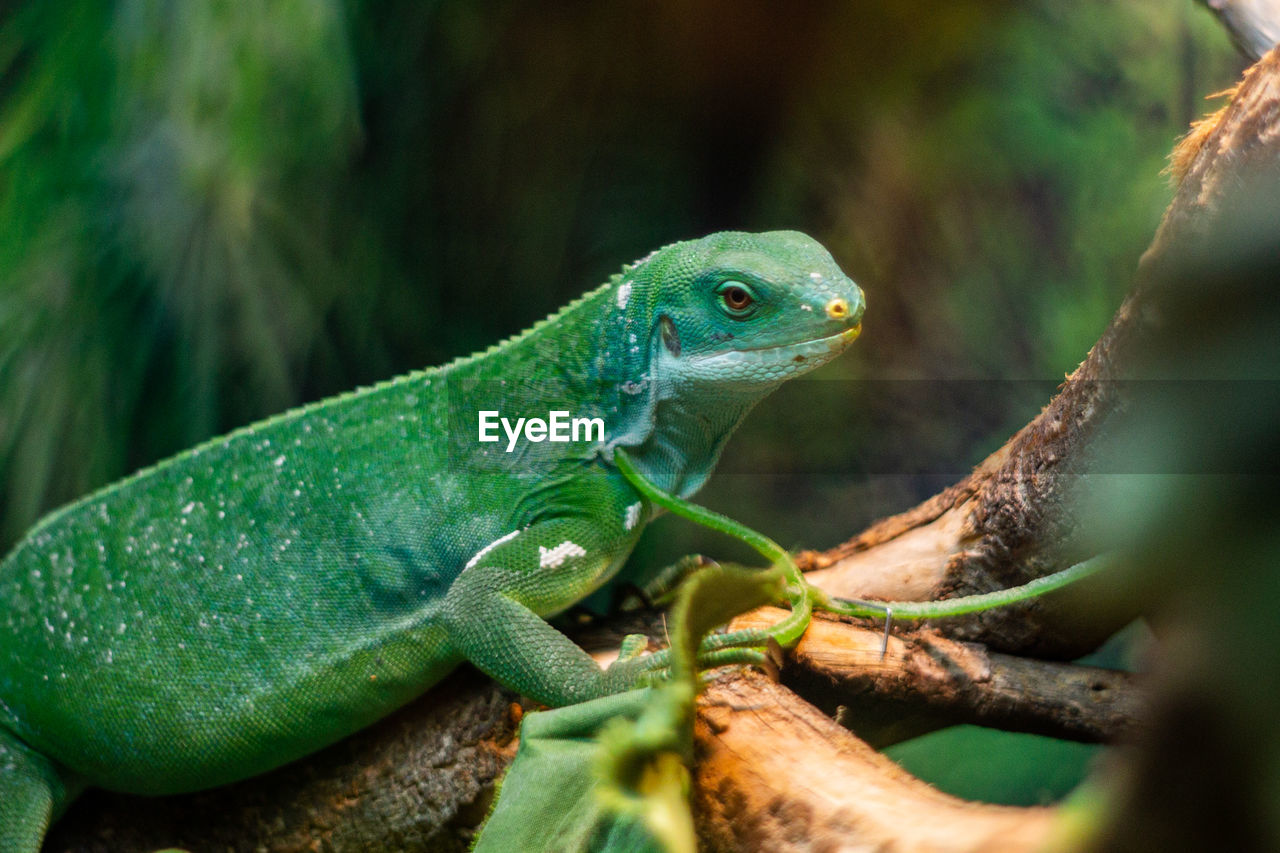 CLOSE-UP OF LIZARD