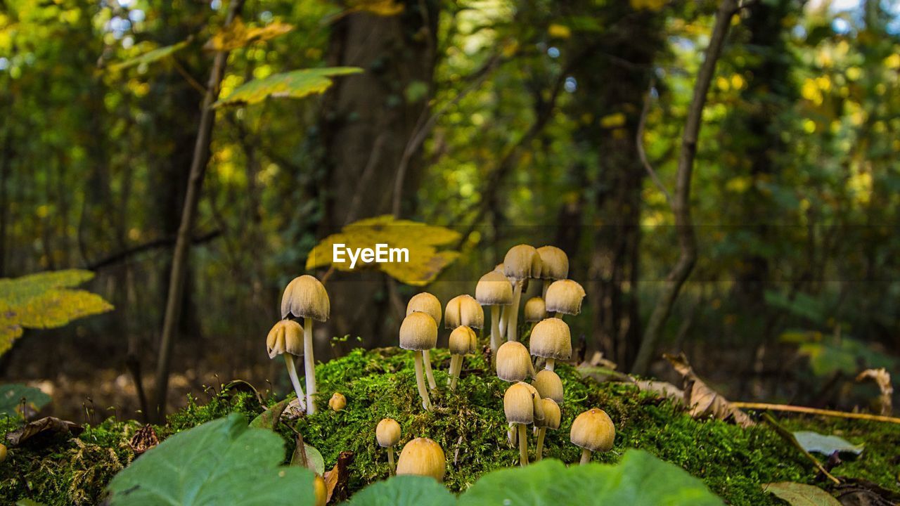 MUSHROOMS GROWING ON FIELD