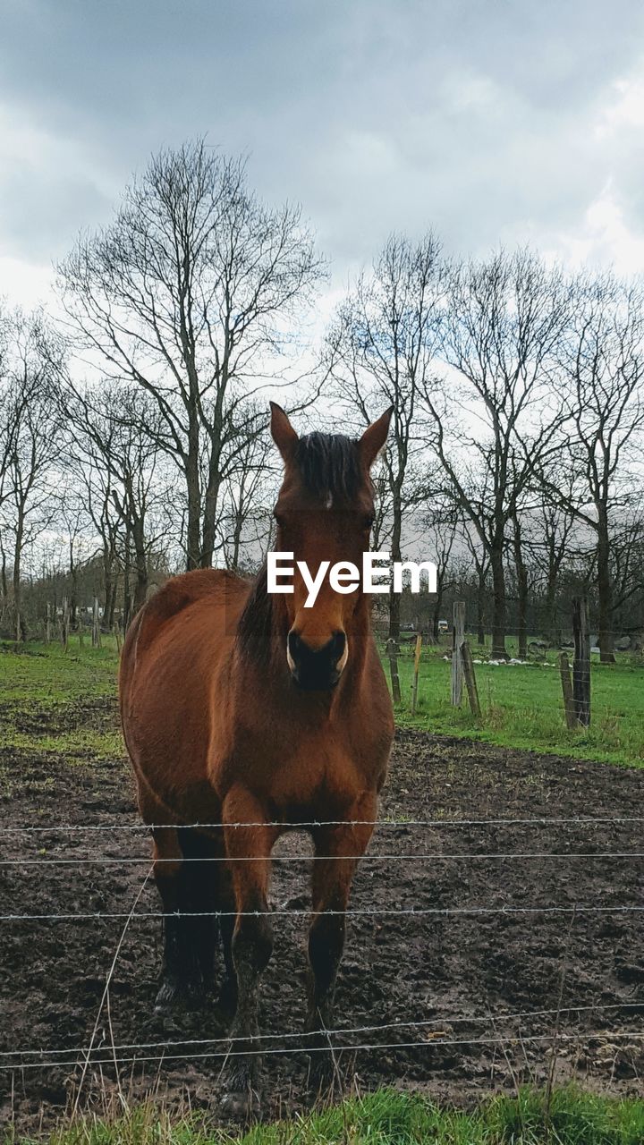 HORSE STANDING ON FIELD AGAINST SKY