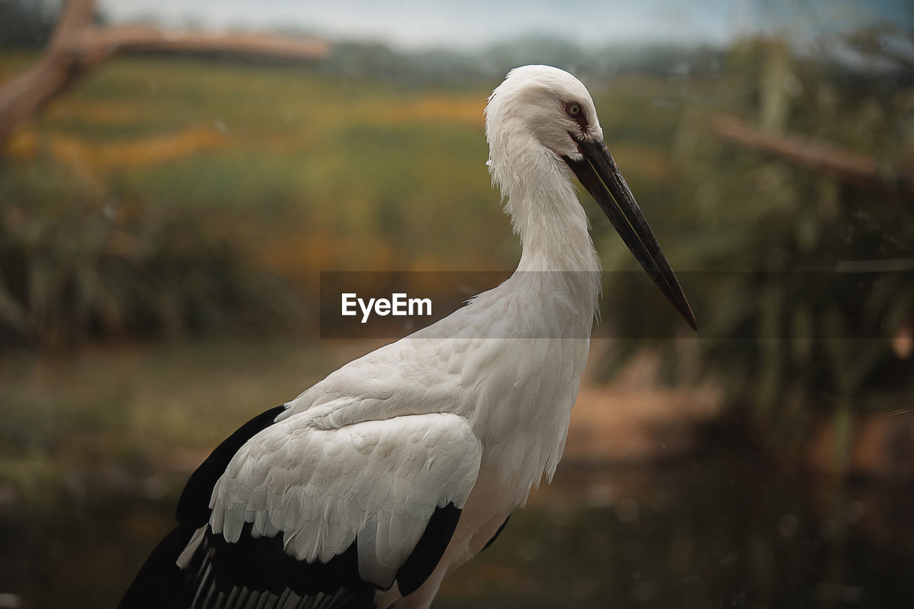 animal themes, animal, bird, animal wildlife, wildlife, one animal, beak, white stork, stork, animal body part, nature, focus on foreground, no people, ciconiiformes, wing, pelican, outdoors, day, white, close-up