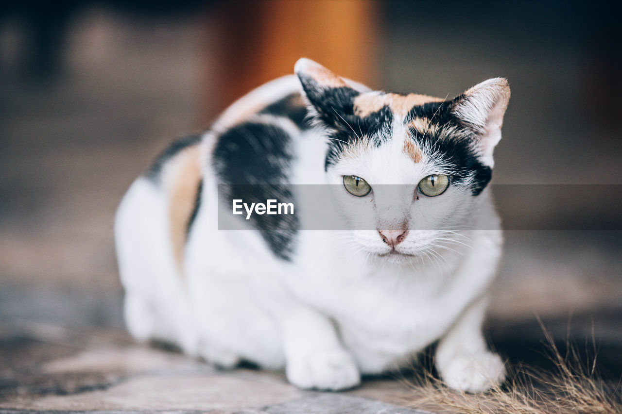 Close-up portrait of a cat