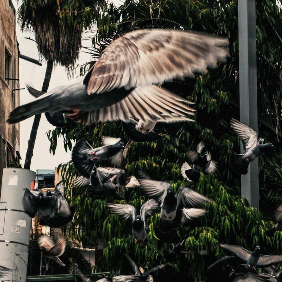 bird, animal, animal themes, animal wildlife, wildlife, plant, flying, nature, tree, no people, spread wings, day, outdoors