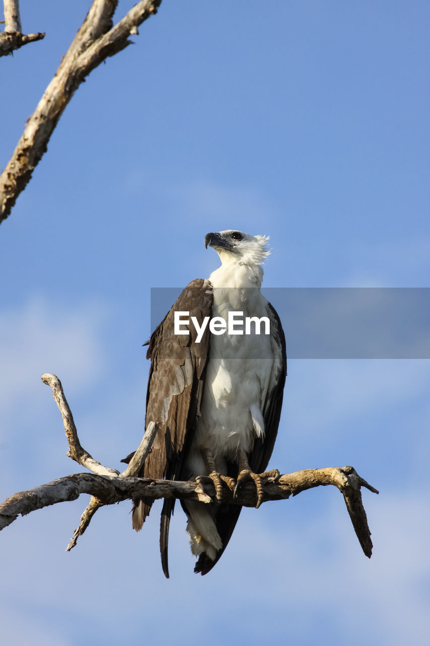 Close-up of an white-bellied sea eagle