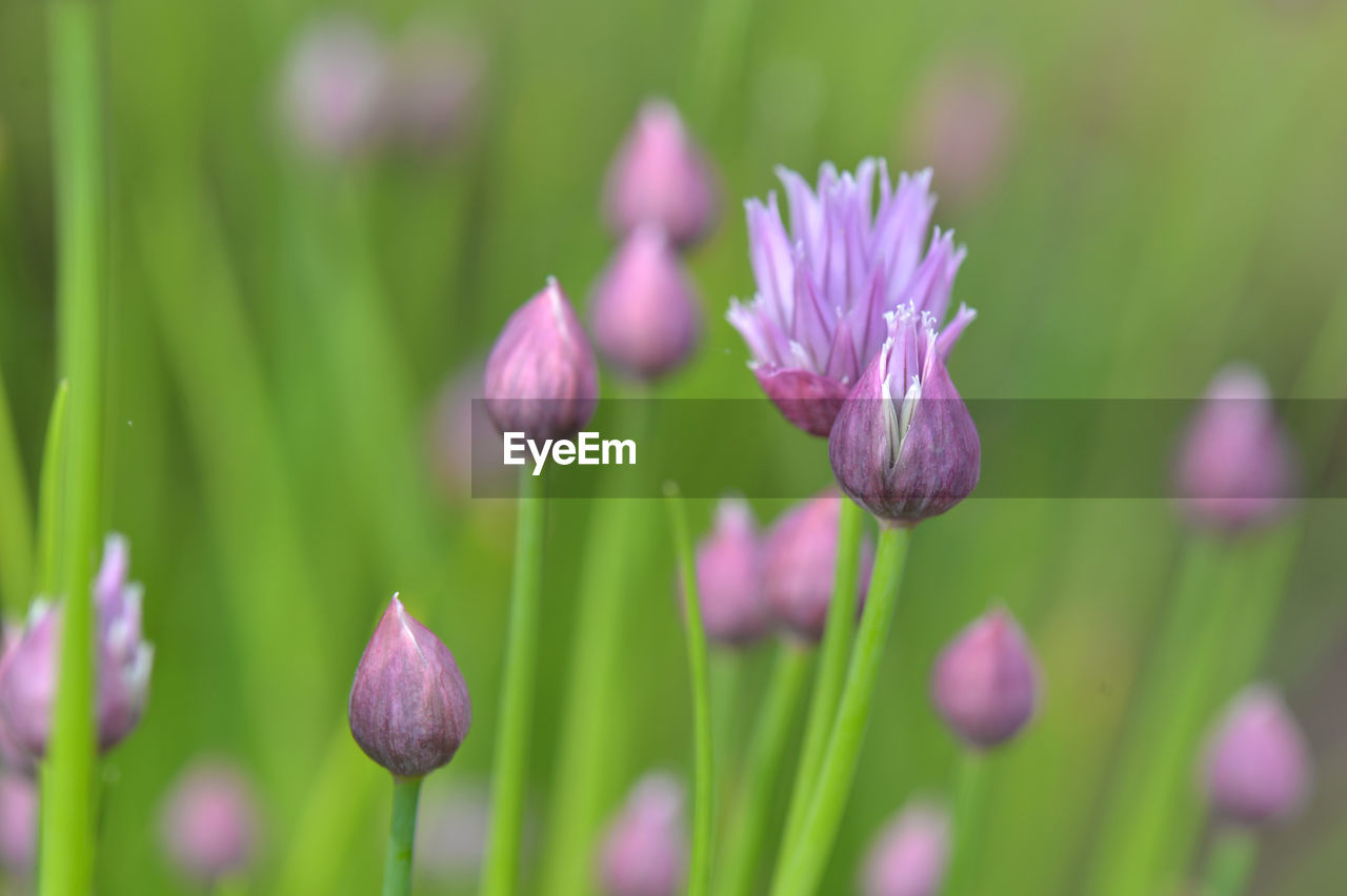 CLOSE-UP OF PURPLE CROCUS