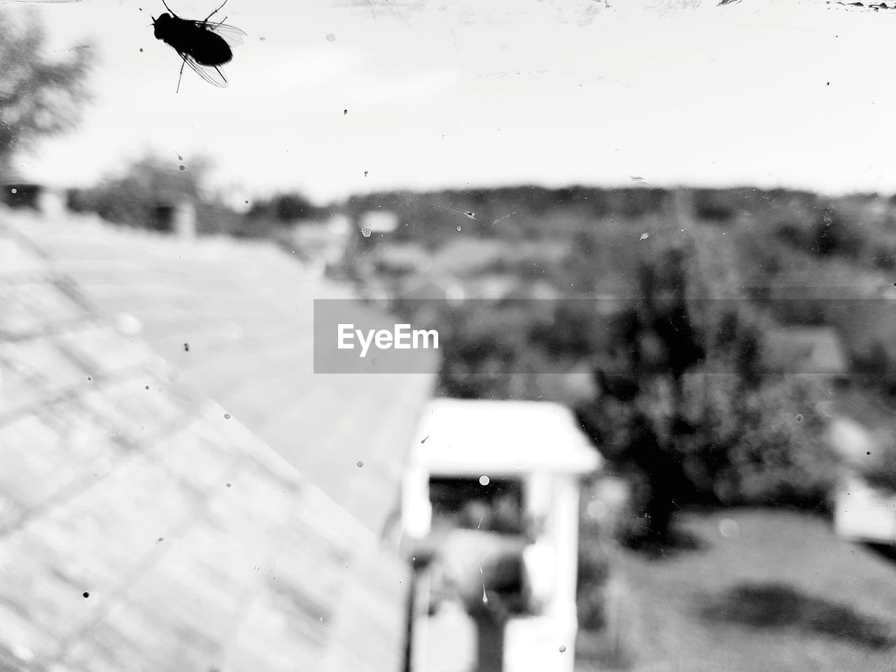 Silhouette housefly on glass window