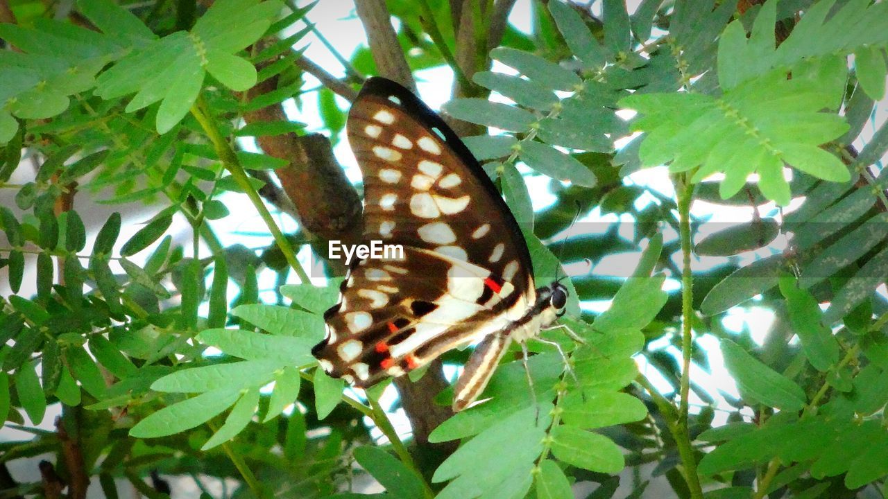 CLOSE-UP OF BUTTERFLY ON LEAF AGAINST TREES