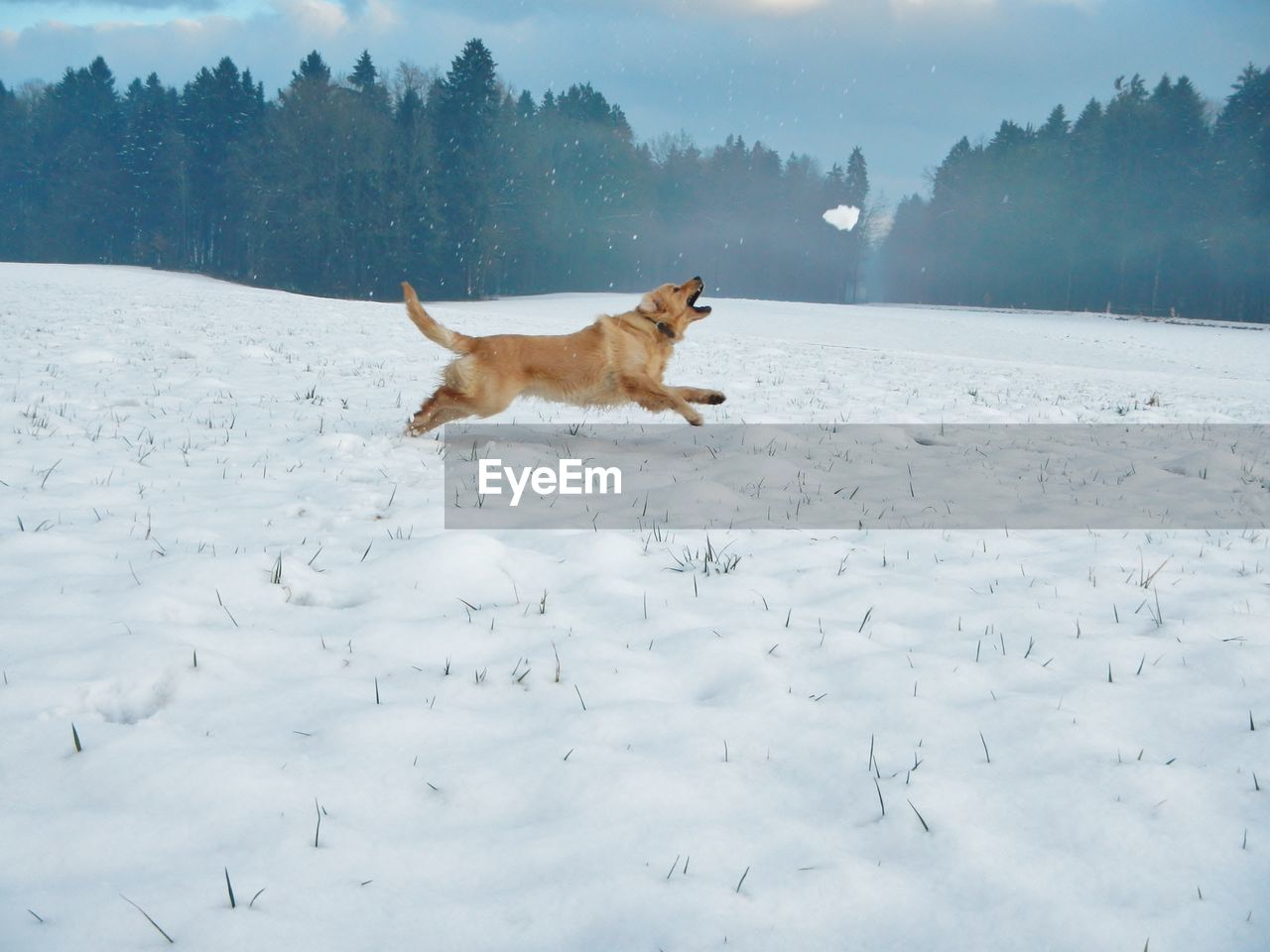Dog running on snowy field against sky during snowfall