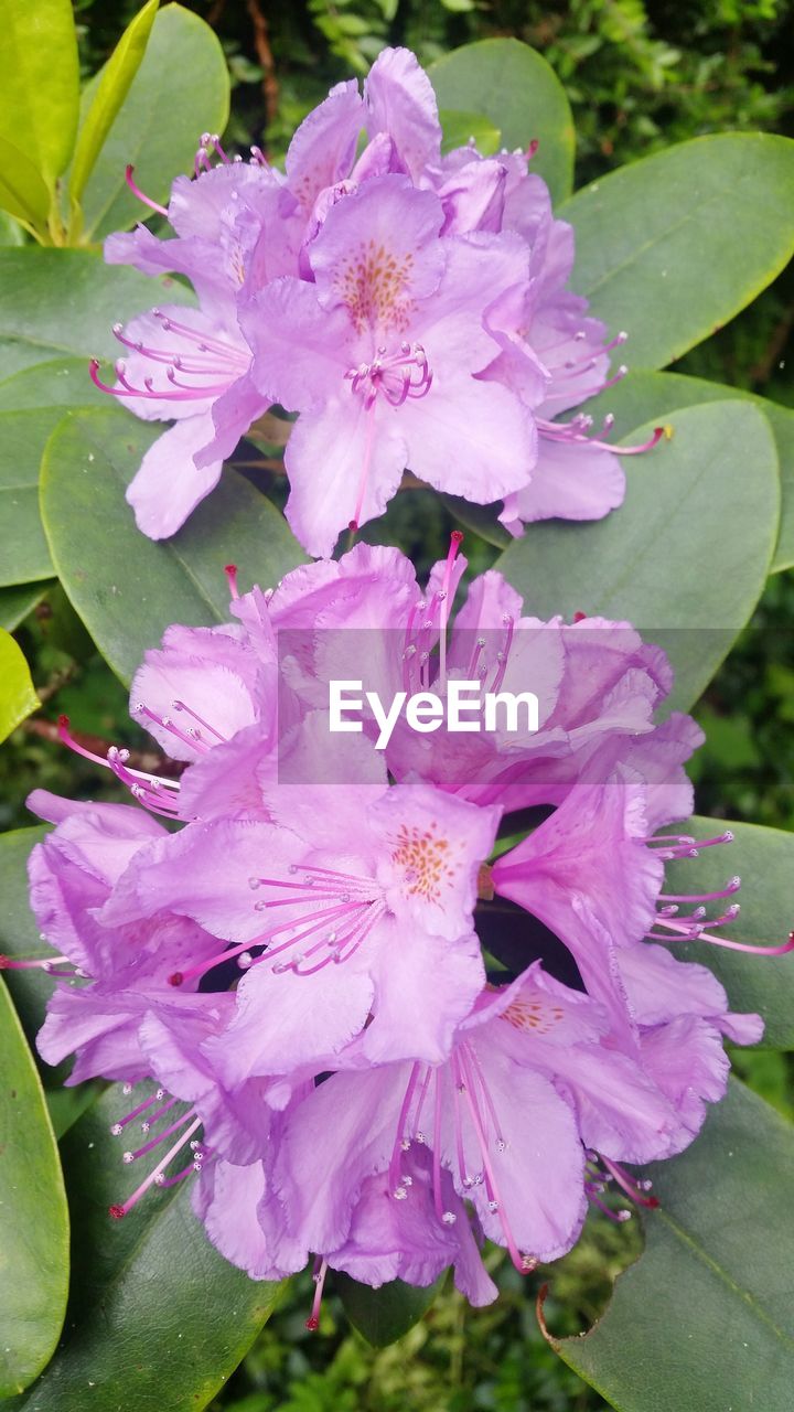 CLOSE-UP OF PINK FLOWERS BLOOMING OUTDOORS