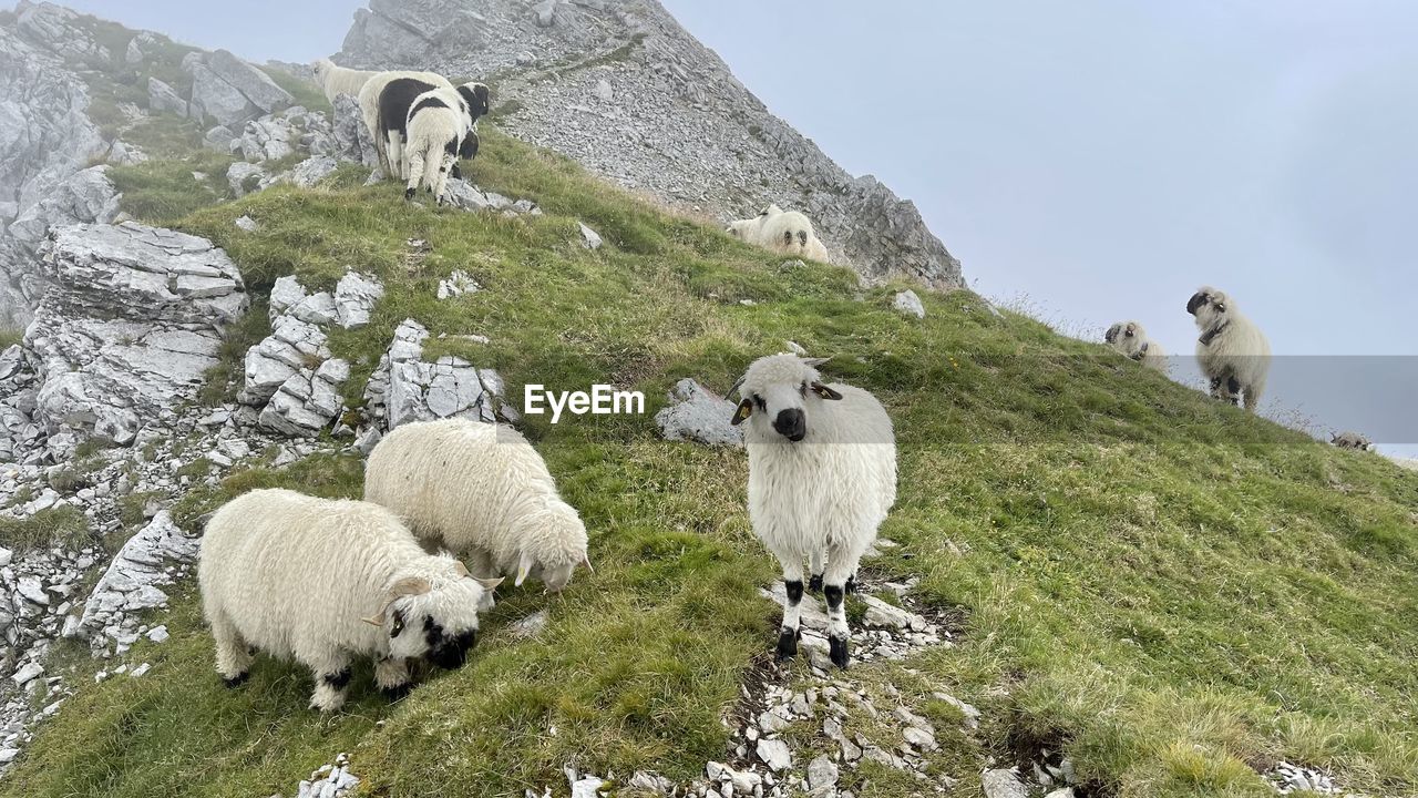 Sheep in a farm