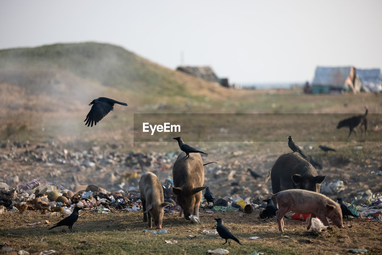 flock of birds flying over field