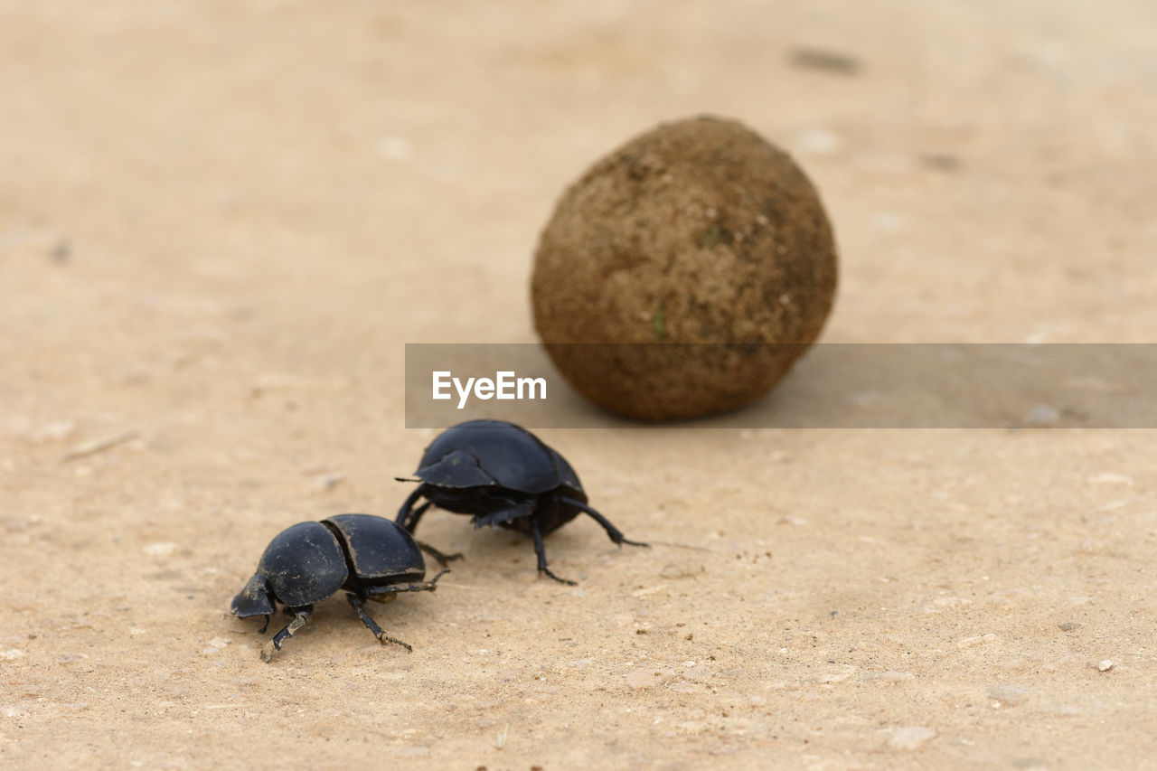 Close-up of beetles