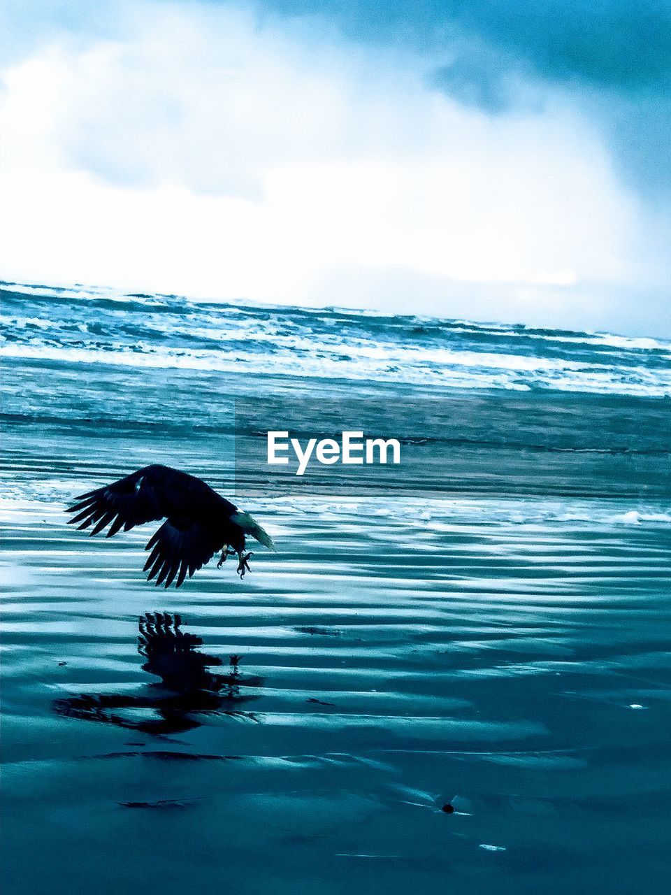 BIRD FLYING BY SEA AGAINST SKY