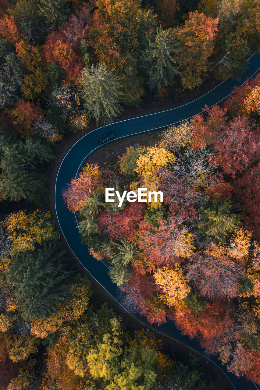 HIGH ANGLE VIEW OF AUTUMNAL TREES ON ROAD