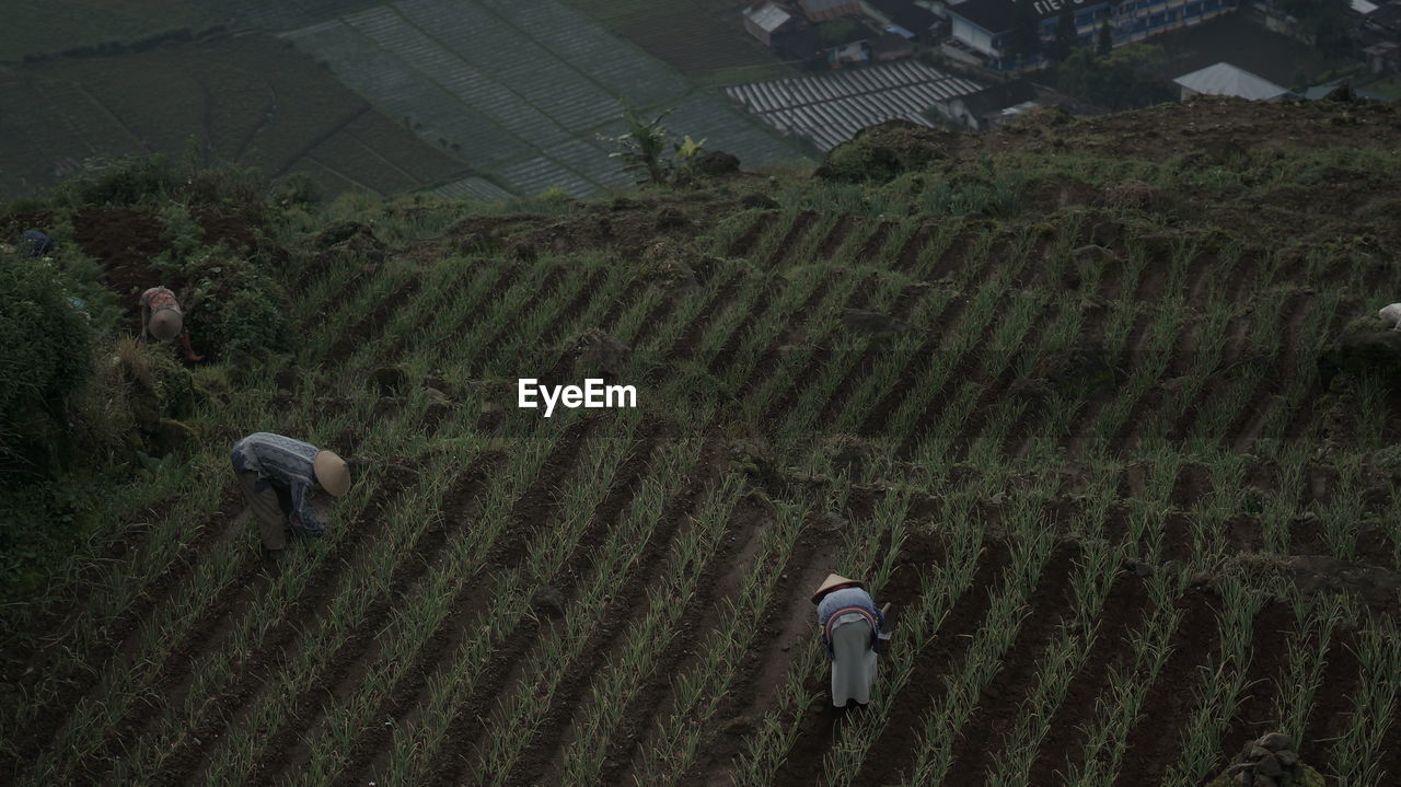 High angle view of crops on field