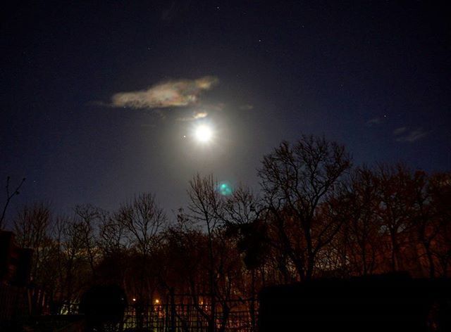 LOW ANGLE VIEW OF TREES AGAINST CLEAR SKY