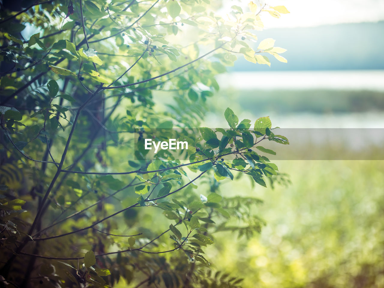 CLOSE-UP OF PLANTS AGAINST TREES