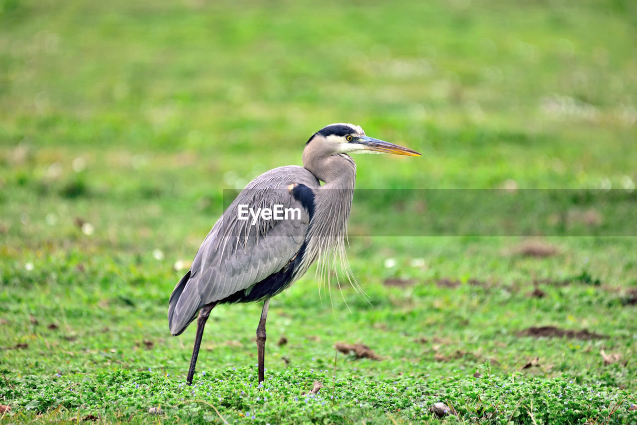 VIEW OF BIRD ON GRASS