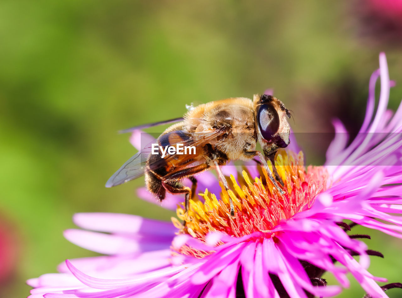 animal themes, flower, animal, flowering plant, beauty in nature, animal wildlife, insect, freshness, plant, fragility, wildlife, one animal, close-up, honey bee, petal, bee, nature, flower head, macro, focus on foreground, eating, pollination, pink, macro photography, no people, purple, feeding, tranquility, growth, food, full length, magnification, animal wing, animal body part, summer, pollen, outdoors, animal behavior, selective focus, perching, environment, springtime, side view