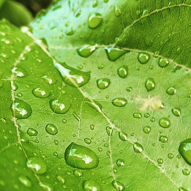 FULL FRAME SHOT OF LEAVES