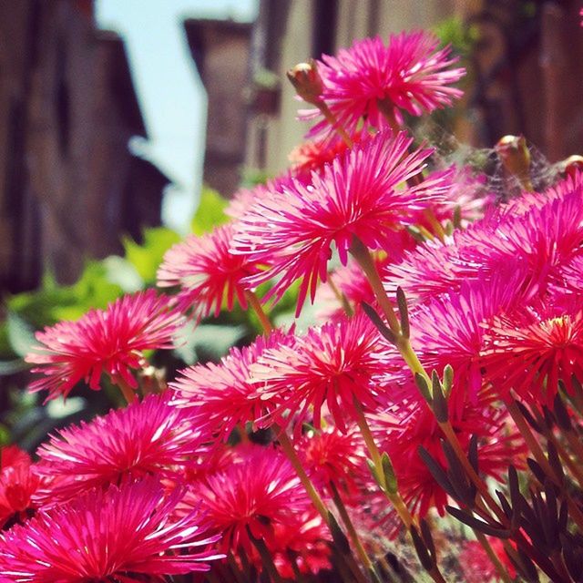 CLOSE-UP OF PINK FLOWERS