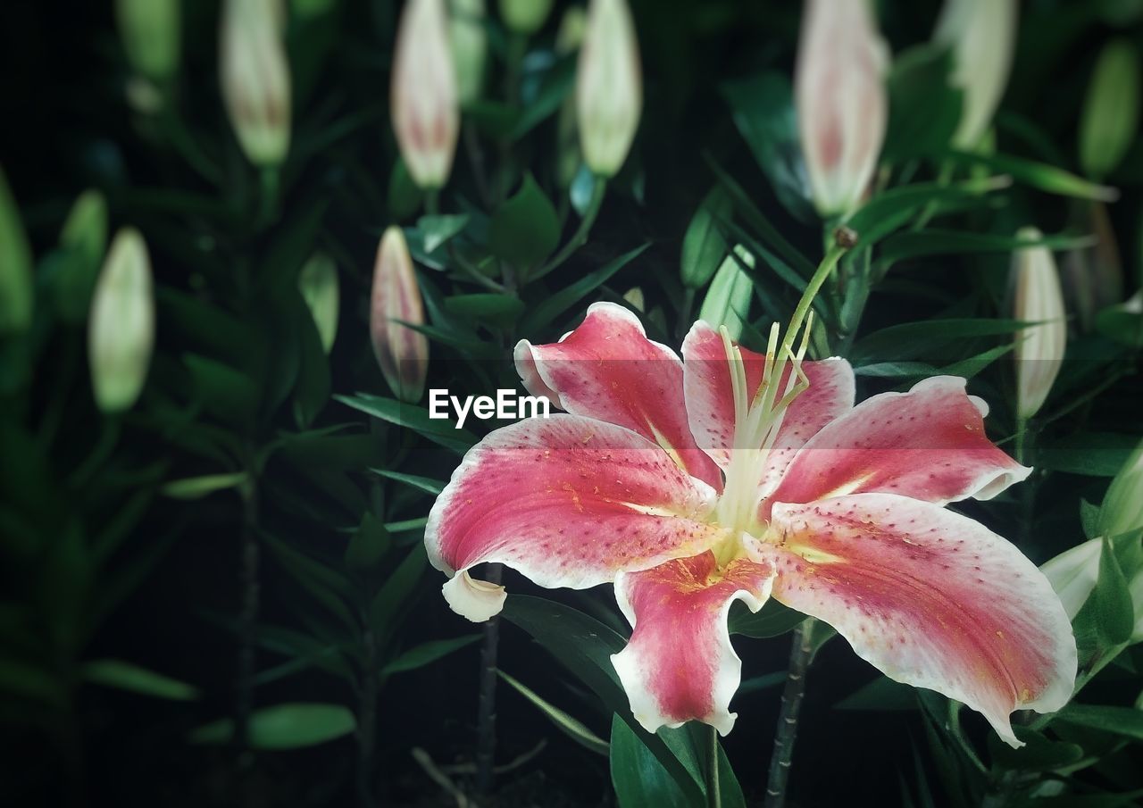 Close-up of day lily blooming outdoors