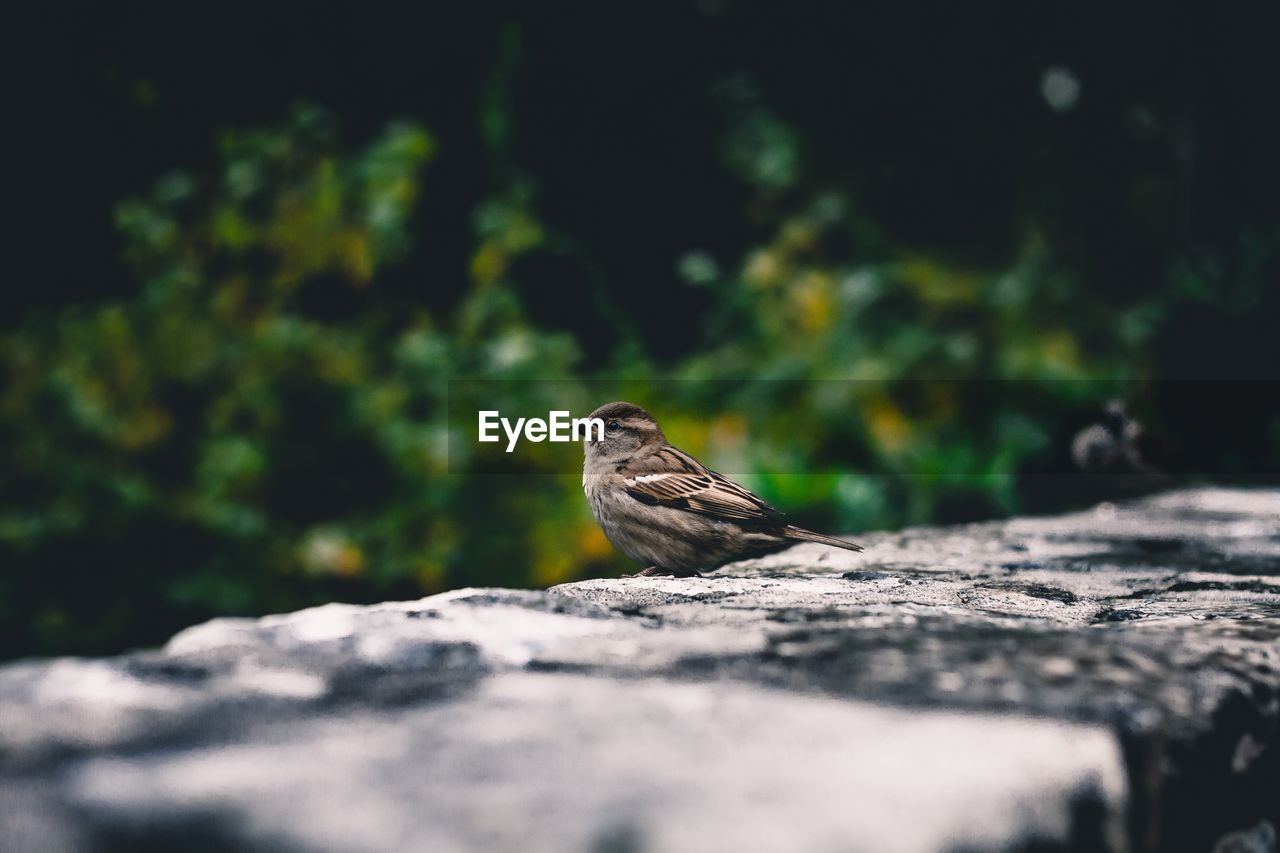 Close-up of bird perching on wood