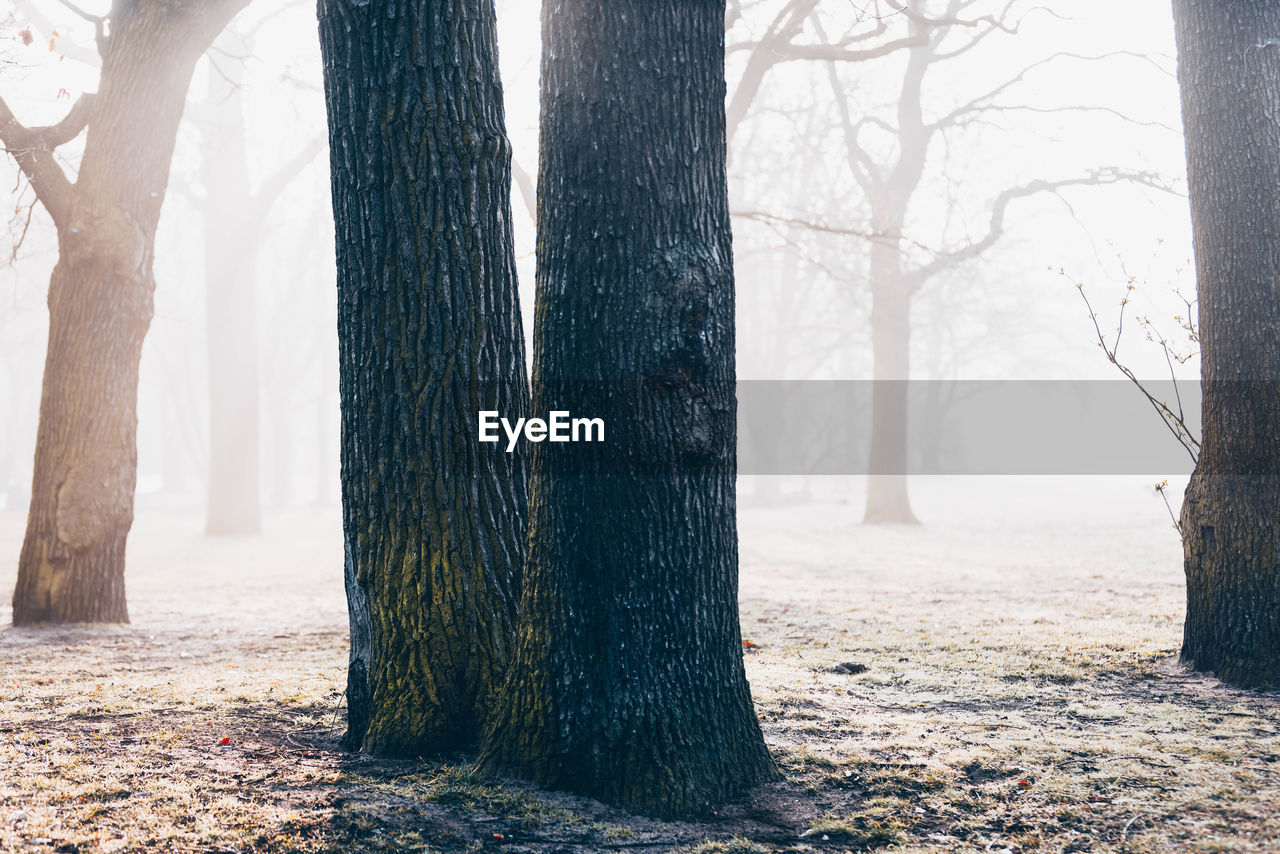 tree, trunk, tree trunk, winter, land, plant, nature, forest, sunlight, fog, environment, morning, beauty in nature, landscape, woodland, tranquility, scenics - nature, cold temperature, outdoors, tranquil scene, snow, day, no people, non-urban scene, freezing, autumn, blue, branch, frost, spring, idyllic