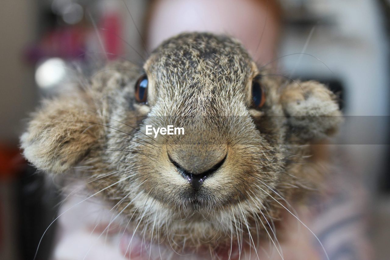 Close-up portrait of hare