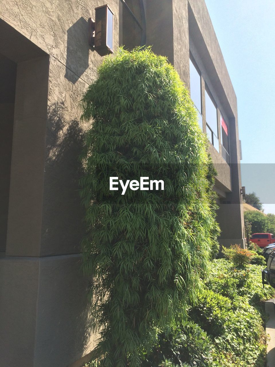 Close-up of tree by house against sky