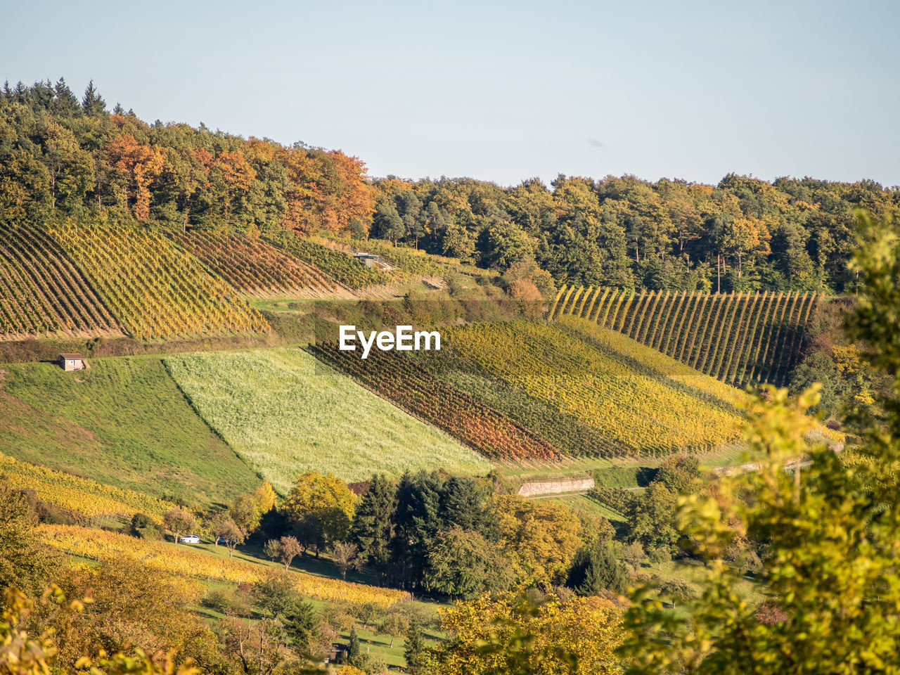 SCENIC VIEW OF VINEYARD DURING AUTUMN