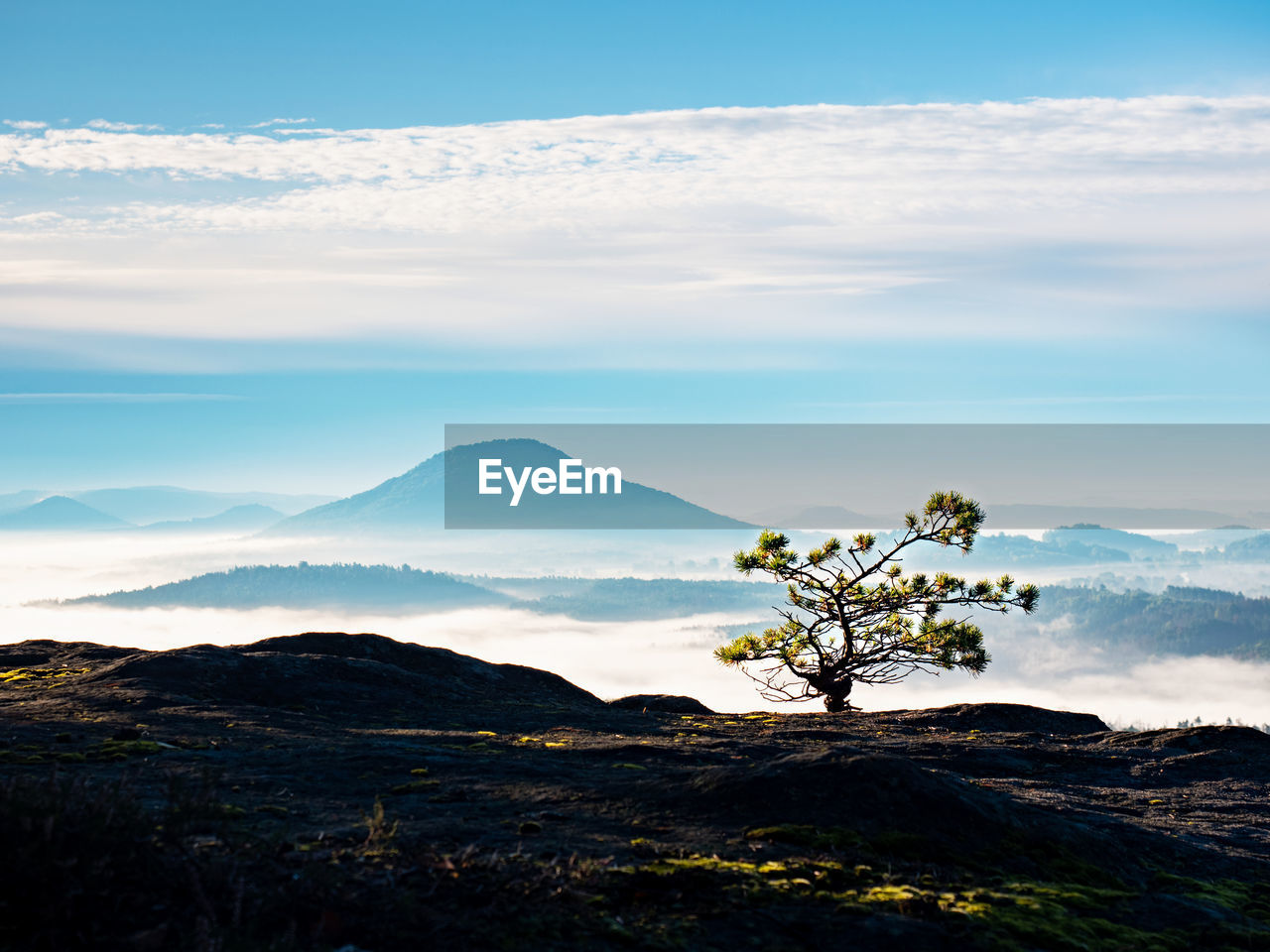 Wild bonsai tree of pine on sandstone rocks. blue mist in valley below peak. autumnal foggy weather 