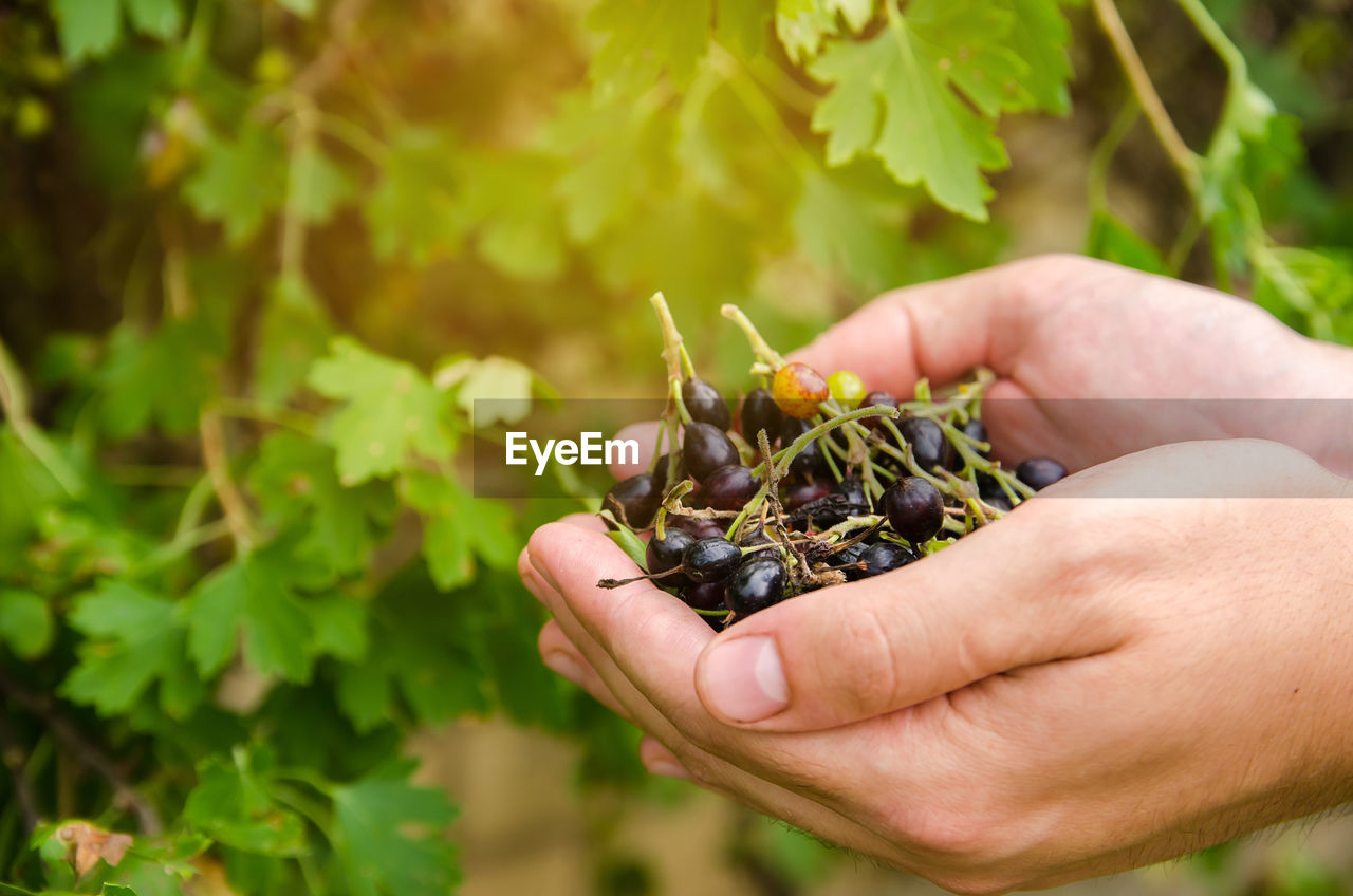 A farmer harvests blackcurrant in the garden. summer healthy harvest.