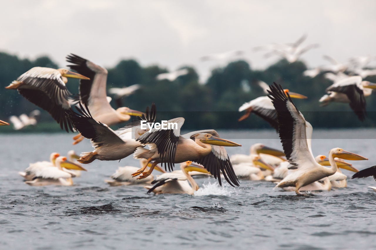 SEAGULLS FLYING OVER SEA