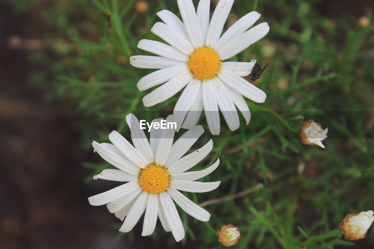 CLOSE-UP OF FLOWERS BLOOMING OUTDOORS