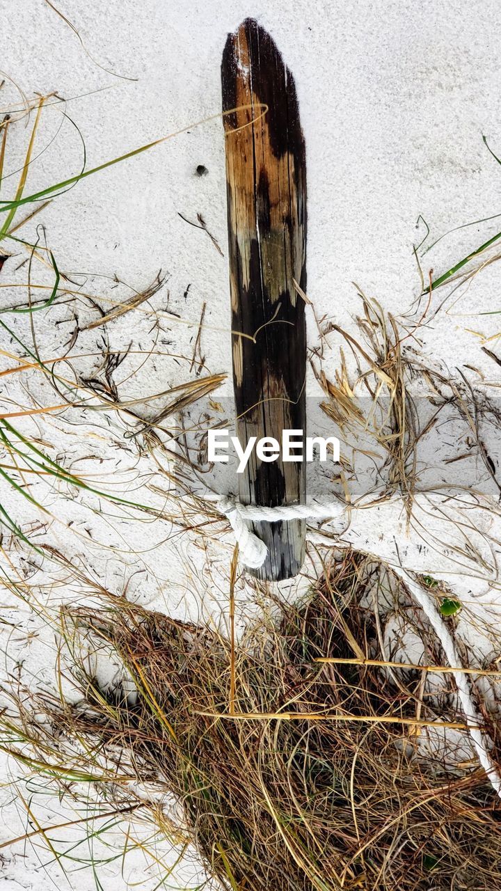 HIGH ANGLE VIEW OF BIRD ON GROUND