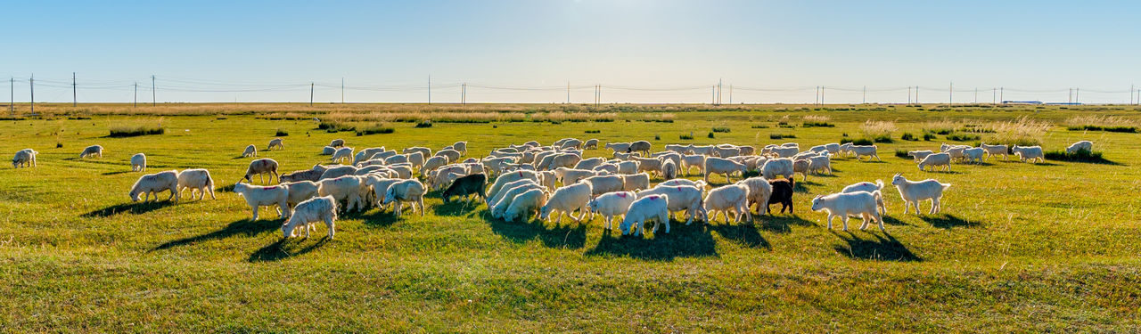 Flock of sheep grazing in a field