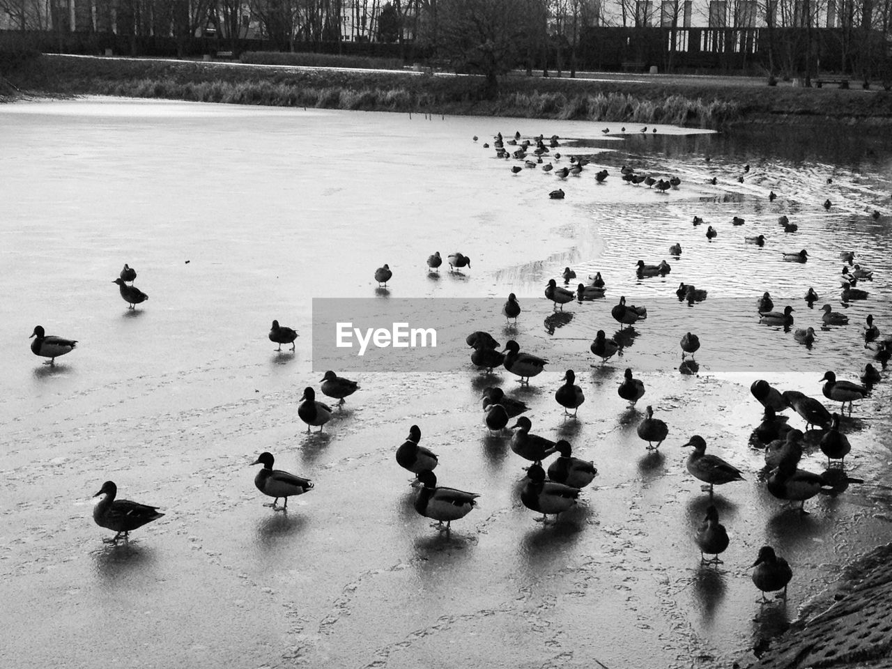 High angle view of birds perching at lake