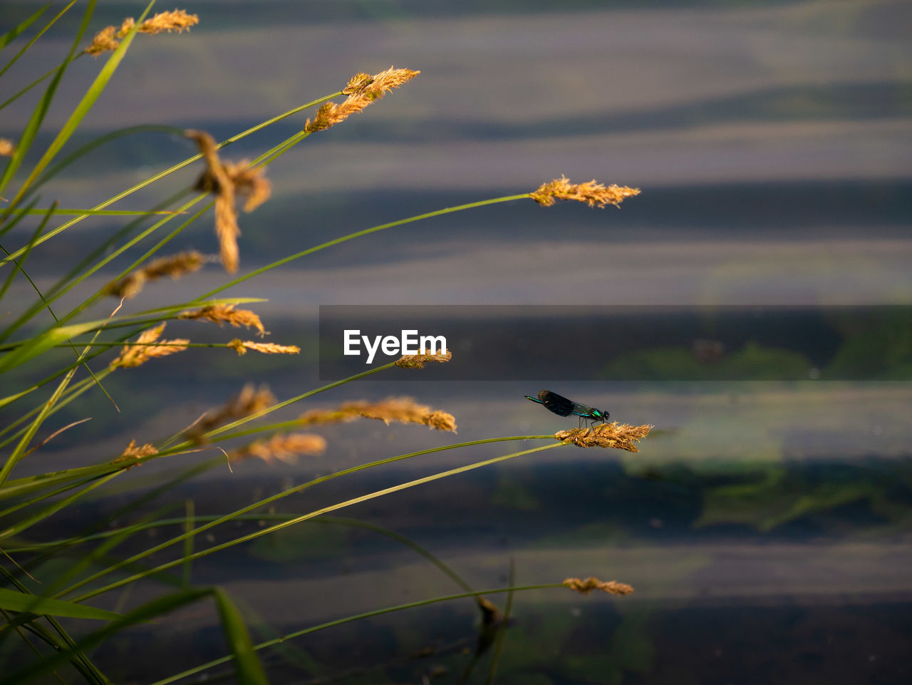 CLOSE-UP OF BIRD FLYING IN THE SUNLIGHT