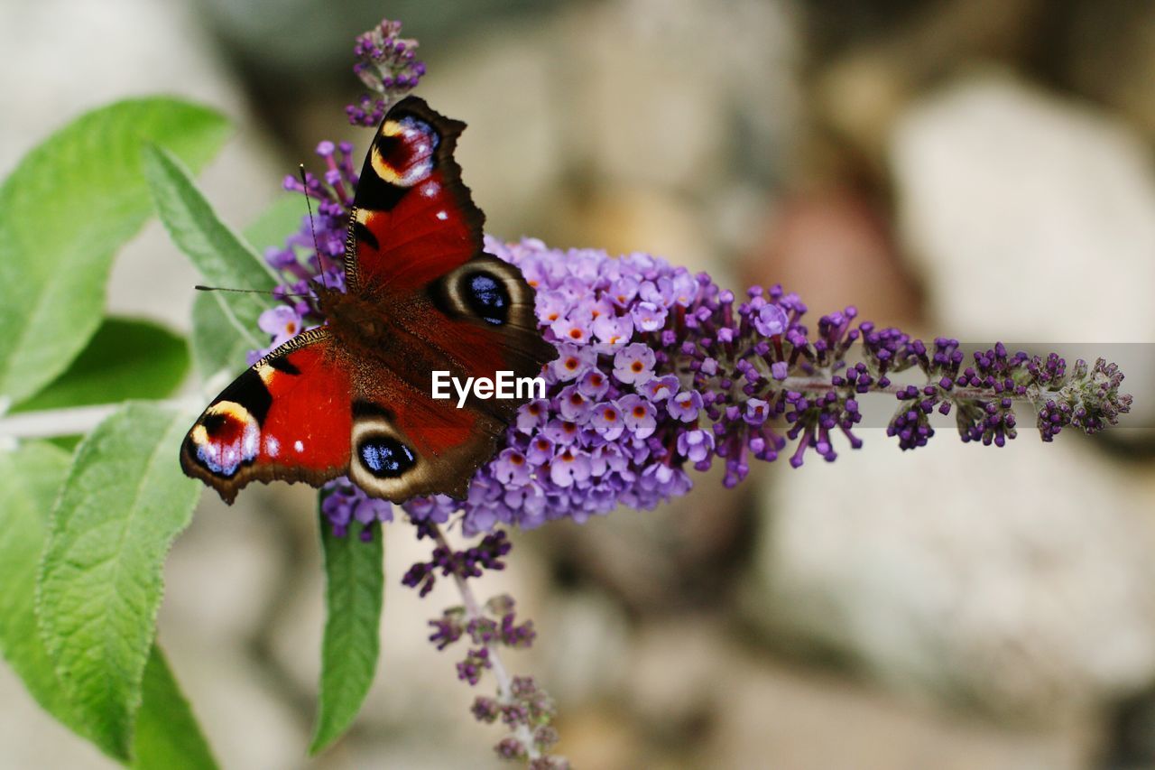High angle view of butterfly on purple flowers