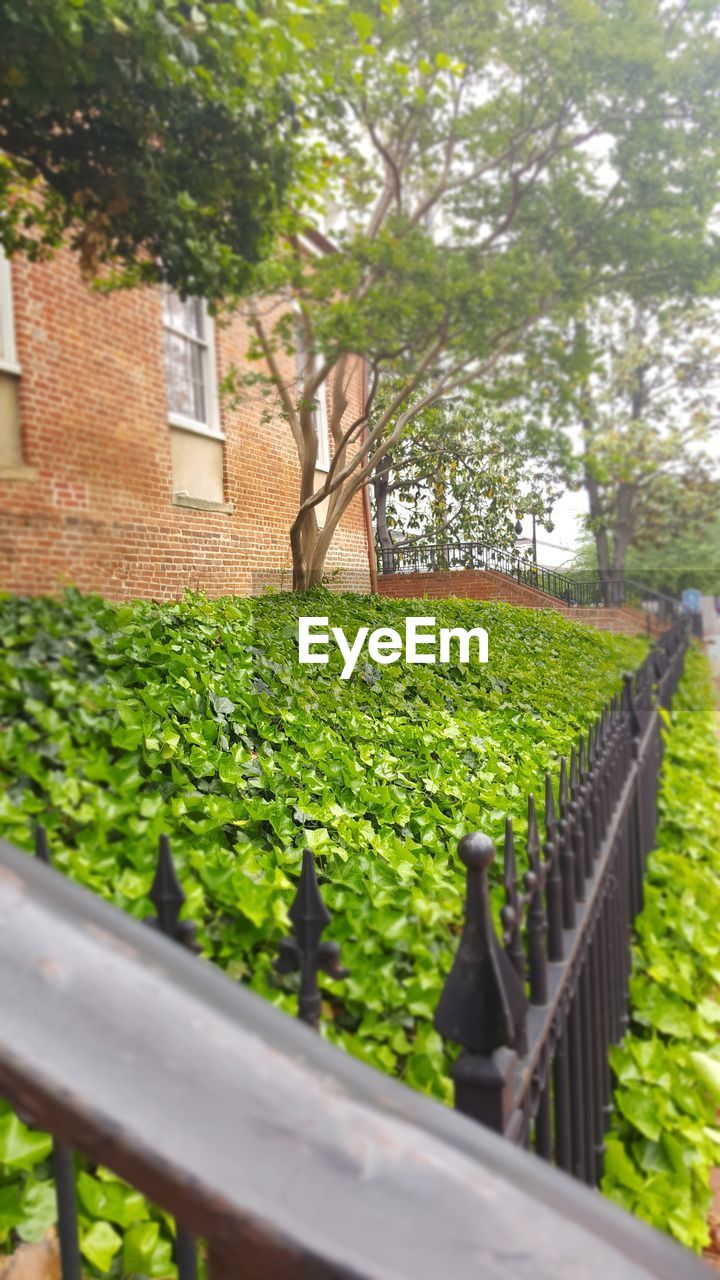 CLOSE-UP OF FRESH GREEN PLANTS AGAINST RAILING