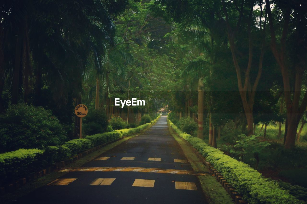 Empty road along trees in forest