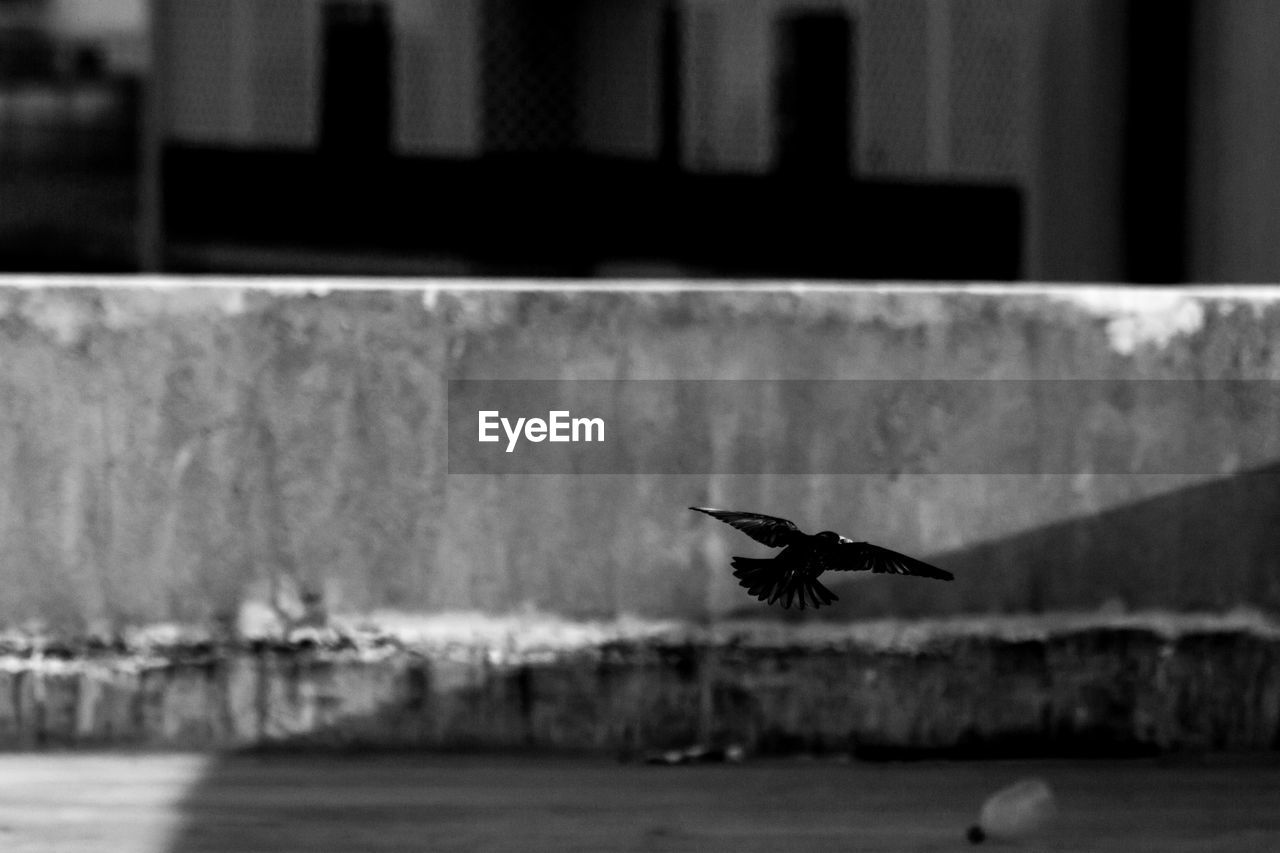 Bird flying against wall