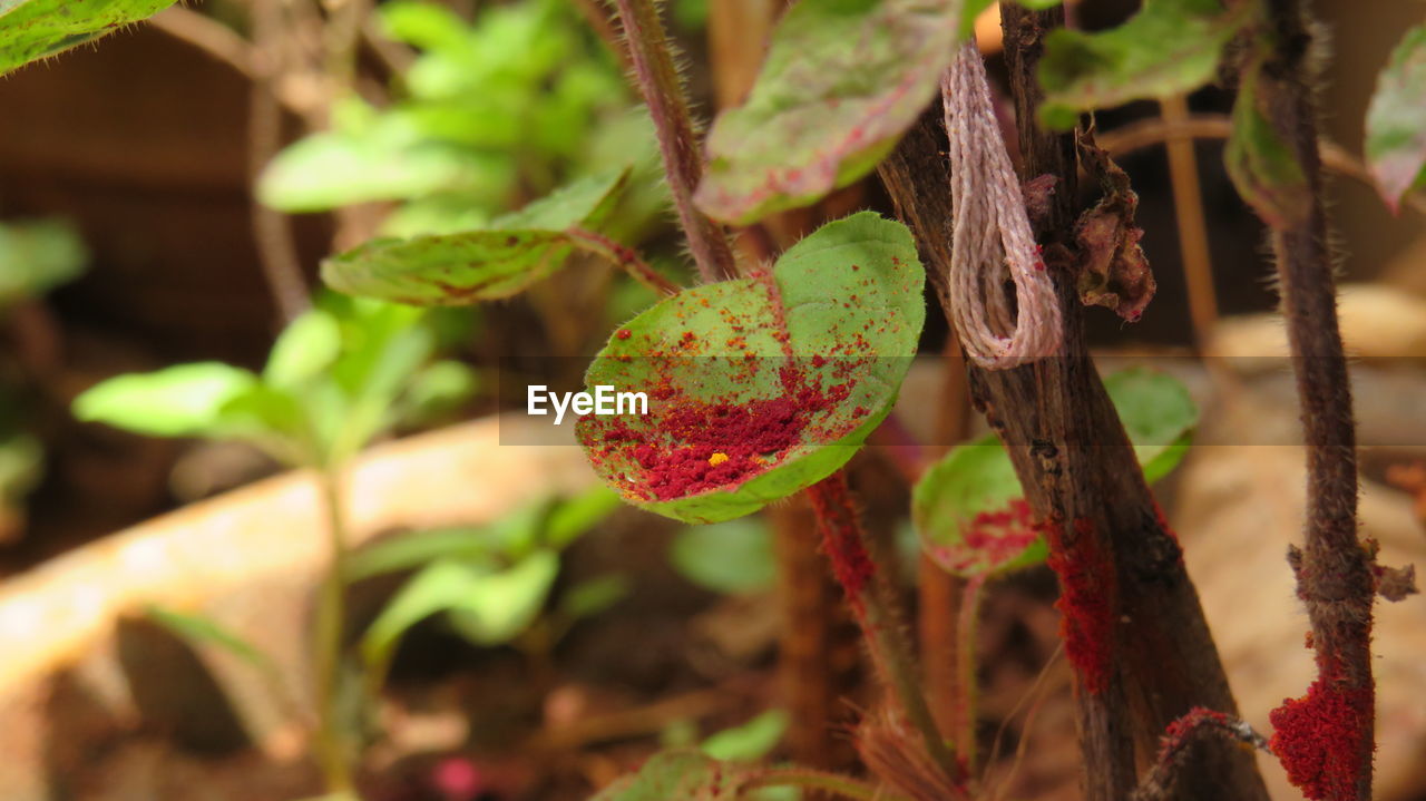 CLOSE-UP OF FRUIT ON PLANT